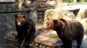 Бурый медведь - Калининградский зоопарк. Kaliningrad Zoo - Brown bear.