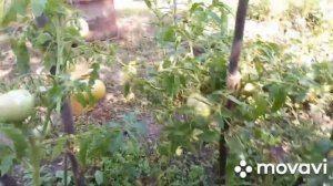 Помидоры сорт ДУБРАВА, вкусные, крупные плоды, обильный урожай. 2 августа 2021 г.