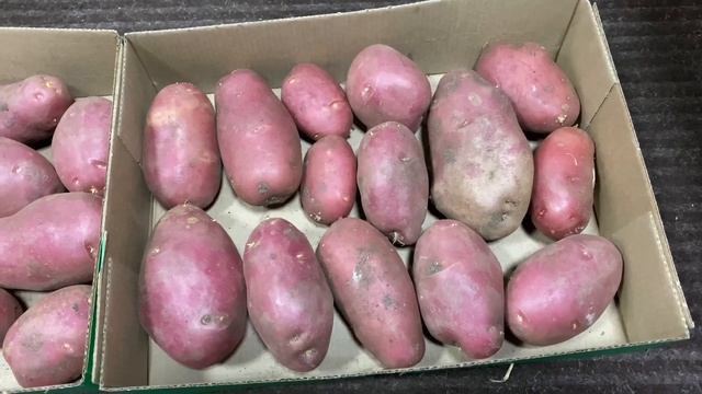 Картофель в ведрах 21 . Проращивание. смотреть онлайн