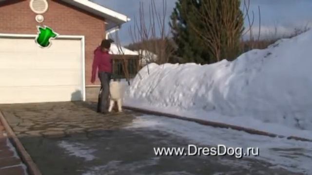 Мареммо-абруццкая овчарка смотреть онлайн