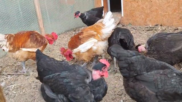 Голошейка не только ценное мясо..?