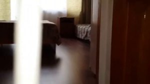 Лазаревское, Рыбацкий поселок 2017