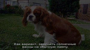Власоеды у собак: признаки и лечение
