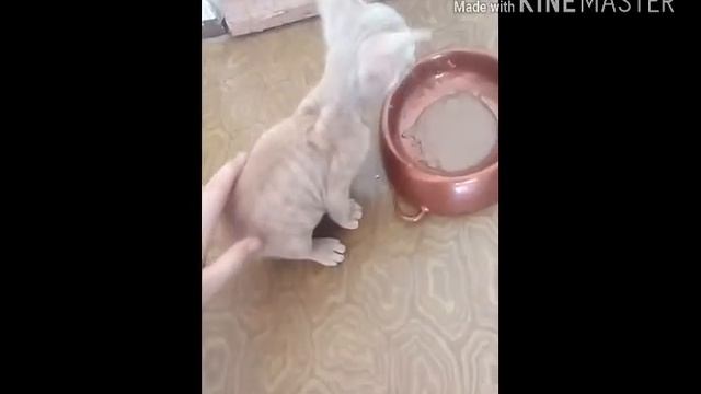 Мой новый котик которого мне подарили на день рождения смотреть онлайн