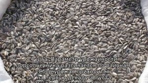 Уборка подсолнечника