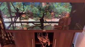 Аквариум Juwel 240