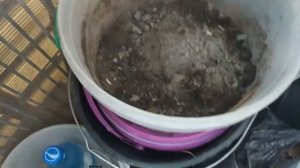 ПЕРЕСАЖИВАЮ БАЛКОННЫЙ ОГУРЕЦ В ГОРШОК