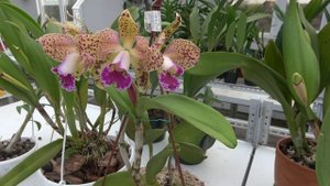 Цветение ДЕКАБРЬ 2020. Blc Durigan , Blc. Waianae leopard x Cattleya guttata