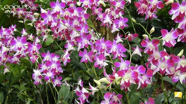 COOLPIX B700: 4KUHD video recording смотреть онлайн