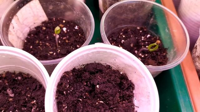 Рассада томатов. Проклюнулись семена. Что дальше? смотреть онлайн