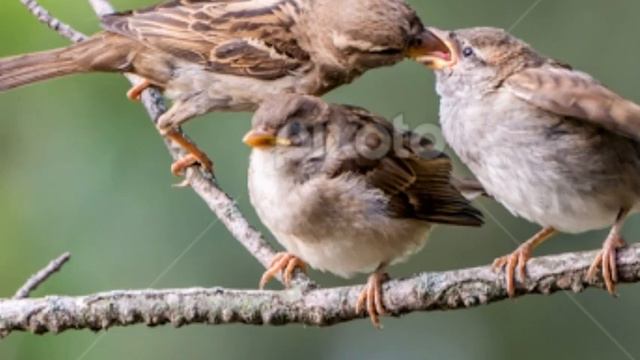 Birds wallpaper looking video || beautiful birds pictures ||birds full hd images video 2018 смотреть онлайн