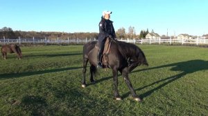 Что такое шенкель