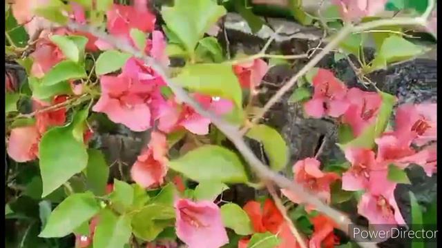 The beauty of bougainvillea of my mother смотреть онлайн