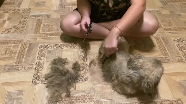 Какие они, наши домашние питомцы?Джордж и Кореш. Стрижка под мартышку? смотреть онлайн