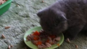 Шотландский Вислоухий котенок ест :)