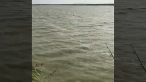 Прикормочный кораблик, кораблик предназначен для завоза прикормки и снастей!