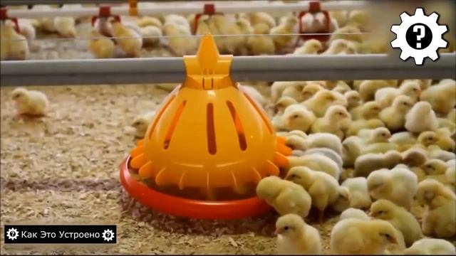Как Устроены Птицефабрики_ Миллионы Яиц Превращаются в Кур!