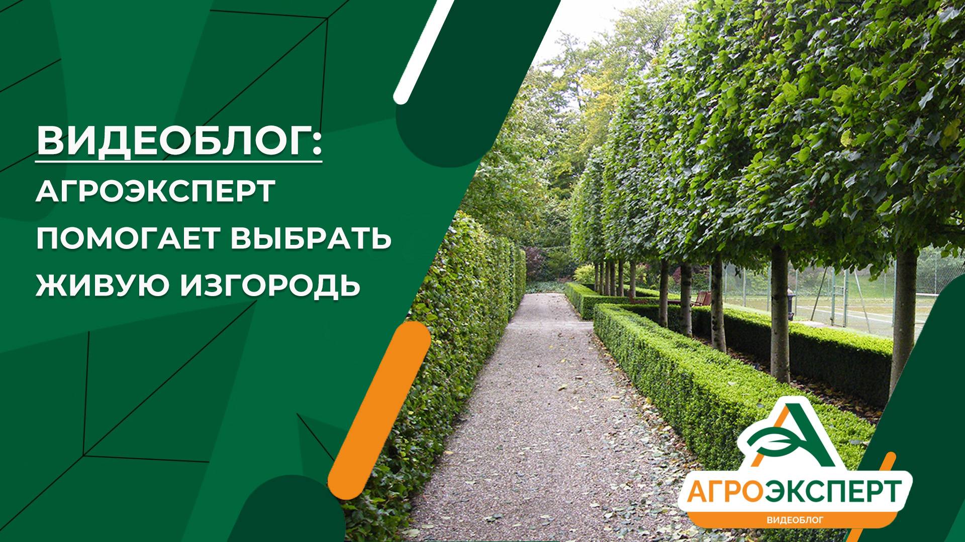 Агроэксперт помогает выбрать живую изгородь