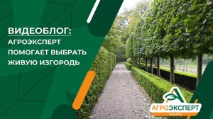 Агроэксперт помогает выбрать живую изгородь