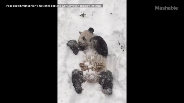 Панда прибалдела от снегопада смотреть онлайн
