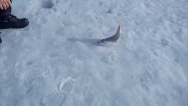Рыбалка со льда на Спортзоне в Савельево на Ленинградке.17.03.17г