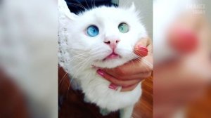 11 невероятных котов, которые стали известными на весь мир