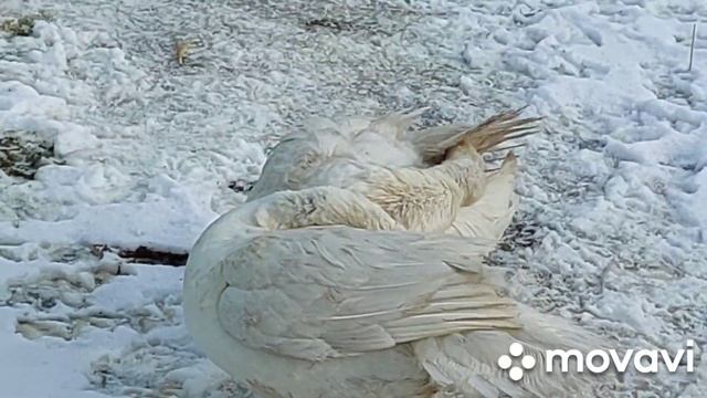 Мускусные утки тяжелых линий. Обзор по семьям. 2023 год. смотреть онлайн