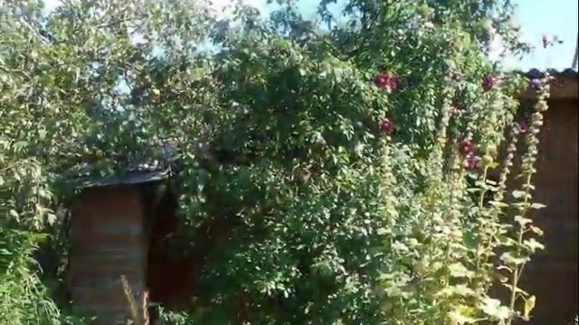 купить дачу в подмосковье|купить дачу СНТ Березки