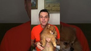 МАССАЖ ЗАДНИХ КОНЕЧНОСТЕЙ У СОБАК