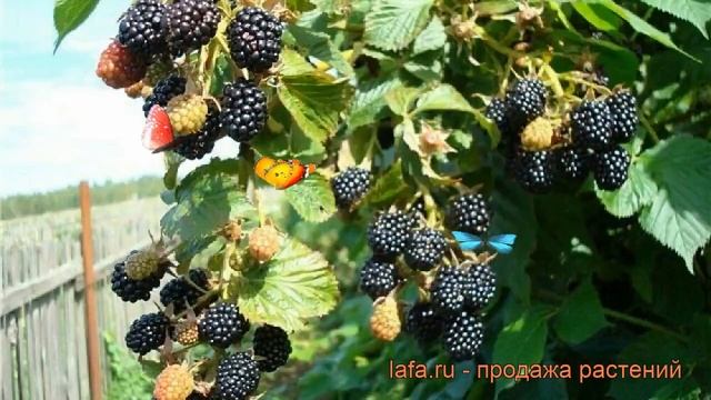 Ежевика обыкновенная Рубен (rubus fruticosa) ? ежевика Рубен обзор: как сажать саженцы ежевики Рубе