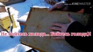 Заставная доска для ульев. Фольгоизол - за или против! Одна из причин неудачной зимовки пчел 2020 г