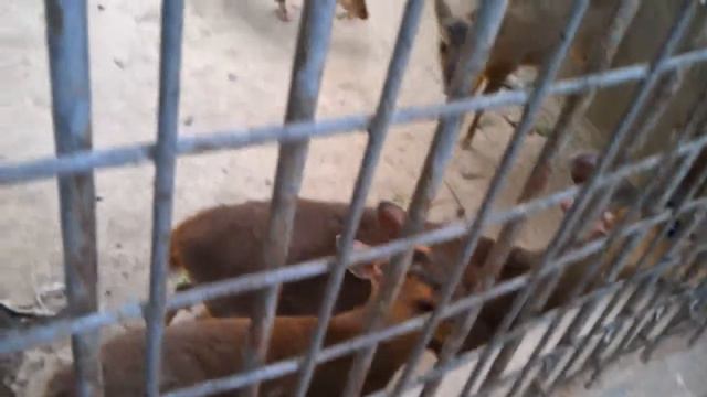 Оленята. Зоопрак. Пекин смотреть онлайн