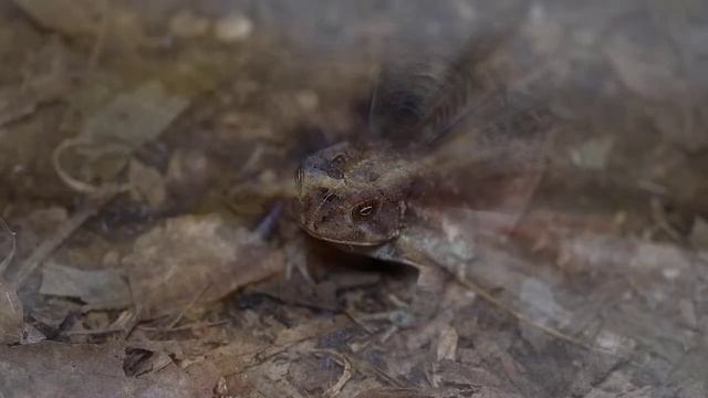 К чему снится лягушка: значение сна. Сонник Миллера смотреть онлайн