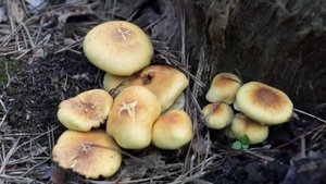 Ложноопёнок серно-жёлтый (Hypholoma fasciculare)