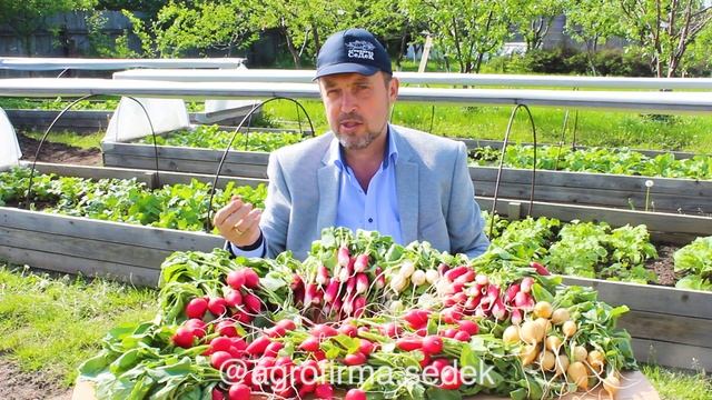 КАК ВЫРАСТИТЬ РЕДИС? УРОЖАЙ НЕСКОЛЬКО РАЗ ЗА СЕЗОН! ОБЗОР СОРТОВ