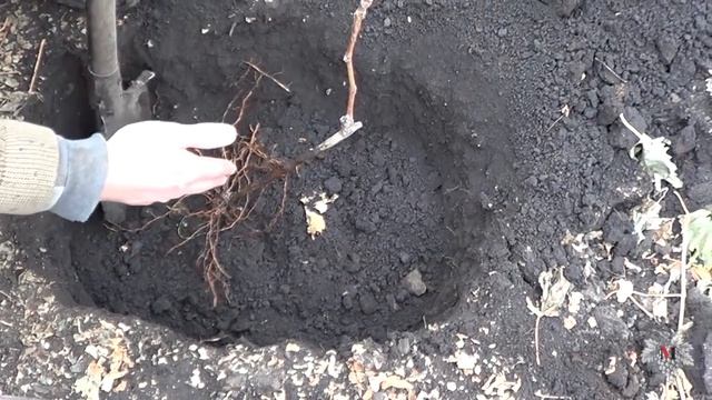 Особенности посадки привитых саженцев. Виноград 2015. смотреть онлайн