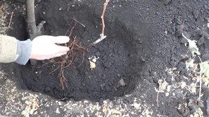 Особенности посадки привитых саженцев. Виноград 2015.