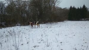 Сколько весит бычок в 1 год