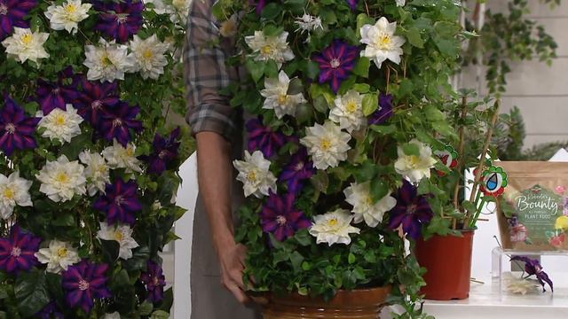 Roberta's 1-Piece 2-in-1 Queen of the Vines Clematis on QVC смотреть онлайн