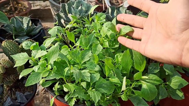 Dahlia को बीज से उगाने का सबसे best तरीका || How to grow beautiful flower of Dahlia from seed смотреть онлайн