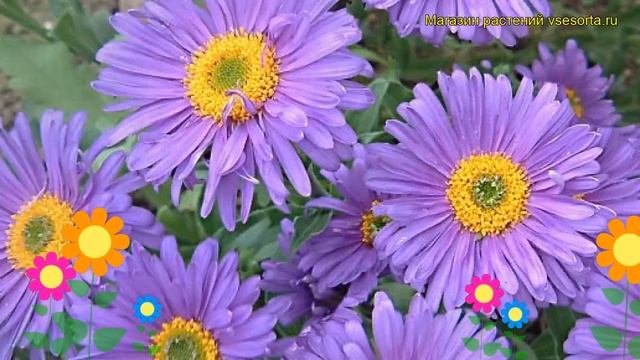 Астра альпийская Данкл Щон. Краткий обзор, описание характеристик aster Dunkle Schone смотреть онлайн