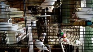 РИСОВЫЕ АМАДИНЫ..............