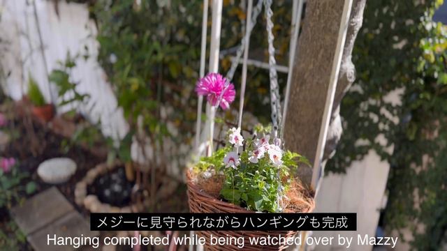 【ガーデニング】椿で過ごすメジロちゃんが可愛い🌺アネモネの寄せ植えやマシン油乳剤散布【メジロ】【寄せ植え】 смотреть онлайн