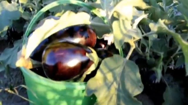 БАКЛАЖАН как и когда срезать хранить и убирать