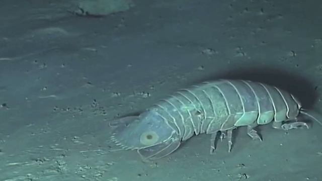 7 Реальных Животных Которые Похожи на Инопланетян смотреть онлайн