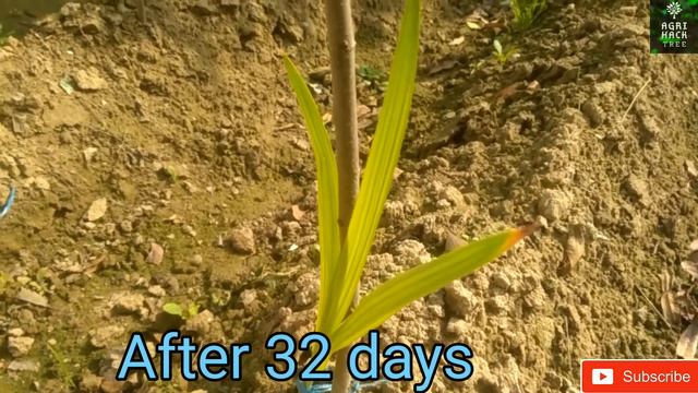 How to grow gladiolus from bulbs | Agri hack | Grow gladiolus plant at home | Gladiolus growing tip смотреть онлайн