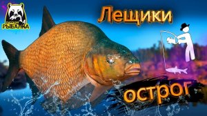 RF4 СТАНДАРТНЫЕ ЛЕЩИ НА ОСТРОГЕ #рр4