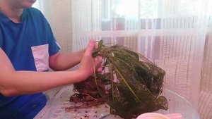 Апоногетон Мадагаскарский. Мой опыт содержания.
