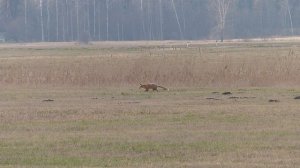 Лиса мышкует.