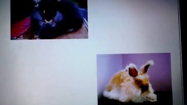 Породы декоративных кроликов. Видео-энциклопедия. Происхождение разных пород декоративных кроликов.